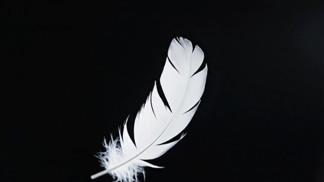 White feather drops slowly on a black background with a smooth movement captured in high detail