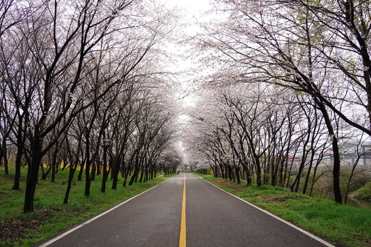 Perspective view of an empty road lined with cherry blossom trees.
