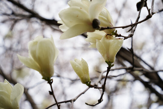 Elegant Yulan magnolia blossom covered in water drops in spring.