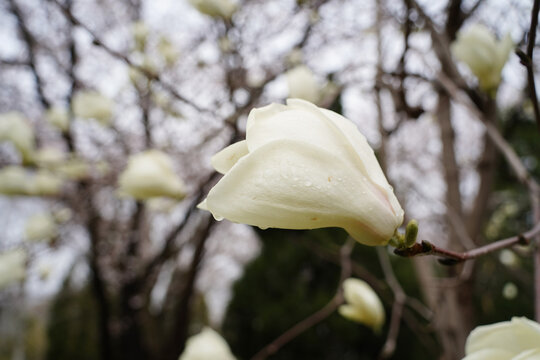 Close up of white magnolia flower with raindrops after rain.