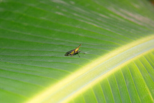 green dictyopharid planthopper with long snout on greenery