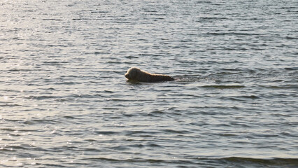 Fluffy Dog Swimming in the Calm Ocean Water at Brighton Beach © blueringmedia
