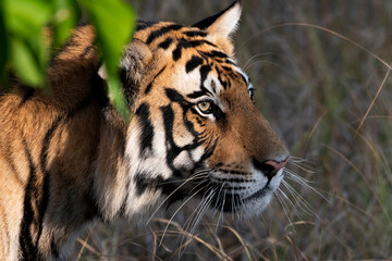 Fototapeta premium Close-Up Portrait of Royal Bengal Tiger in Natural Wild Habitat