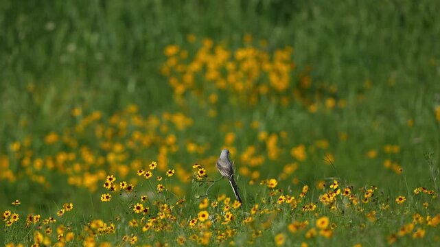 Beautiful bird swing in spring wildflower field with gentle breeze