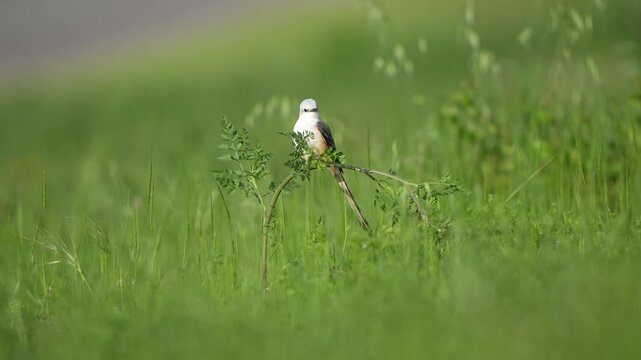 Beautiful bird swing in spring wildflower field with gentle breeze