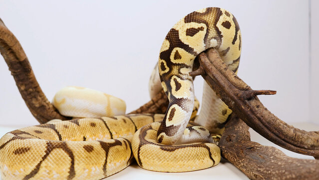 Yellow and Brown Patterned Ball Python Coiled Around a Wooden Branch
