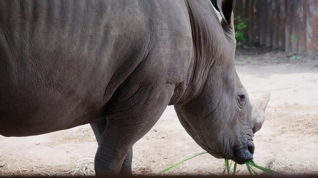 white rhino in the zoo
