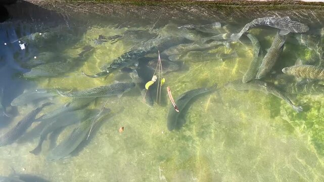 Large Trout Fish Swimming in Clear Water Tank Close-Up View