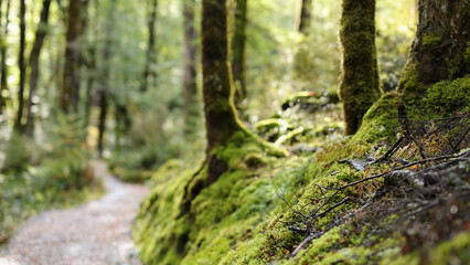 Obraz premium Lush Mossy Trail Through a Temperate Rainforest in Kinloch New Zealand