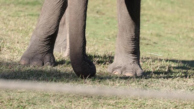 Close up video footage of a baby elephant grazing on green grass with its trunk, legs and feet clearly visible in slow motion.