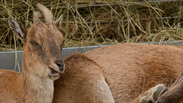 Brown Horned Goat Chewing Hay in a Scottish Highlands Pasture