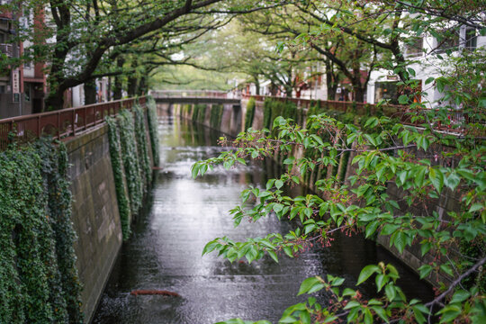 Meguro River flowing through a city neighborhood, presenting green trees creating a canopy over the water and ivy-covered concrete walls reflecting a serene urban landscape
