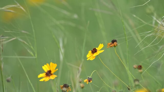 Beautiful spring wildflower field with gentle breeze and bee fly away