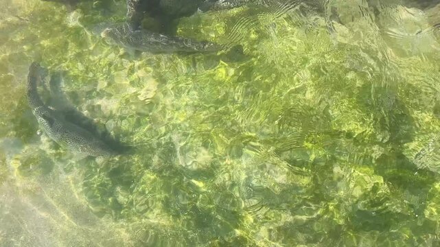 Close-Up of Trout Fish Swimming in Crystal Clear Freshwater Tank