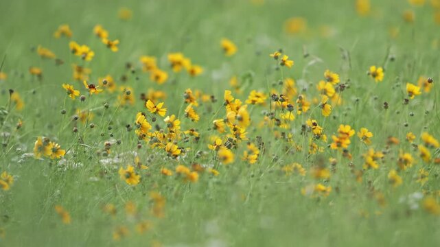 Beautiful spring wildflower field with gentle breeze