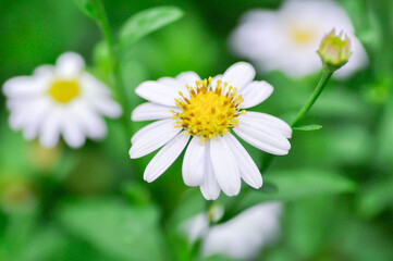 daisy flower or Japan daisy or Bellis perennis or daisy flower or Gold Carpet or Gloden Fleece or Asteraceae or white flower © jobrestful