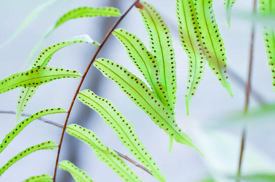 Fern Spore, Fern Spores or  indusium, pteridophyta or sorus or Sorus of fern or Sorus of ferns or  sporanggium or bracken fern or  dennstaedtiaceae or diplazium esculentum or fern plant