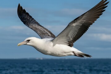 Naklejka premium A white seabird with black-tipped wings soars above the ocean against a blue sky.