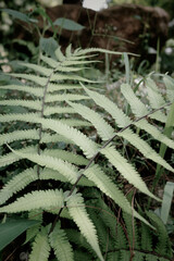Fototapeta premium Lush green fern fronds unfurling in dappled forest light, creating a serene and natural woodland atmosphere
