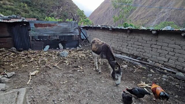 Inca Trail, Peru - 23 June 2026. A donkey feeds near simple huts while chickens roam on dirt ground in a remote Andes village between steep mountain slopes.