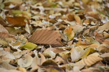 Obraz premium Yellow leaves fall to the ground on a sunny autumn day. Nature background concept