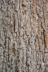 Fototapeta premium Old tree bark texture. Wood bark usable as background or texture