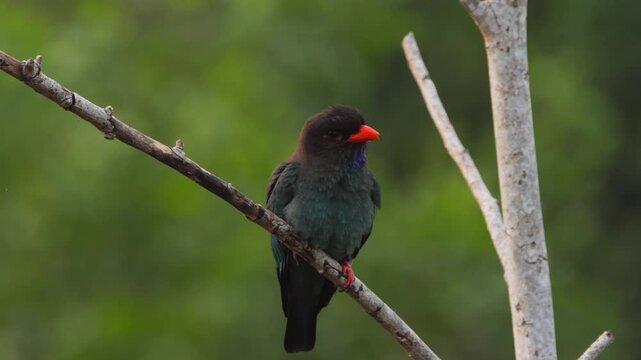 Oriental dollarbird perched among tree branches at morning.