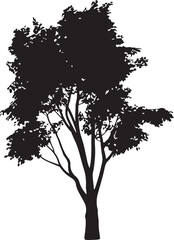 Fototapeta premium Black silhouette of a tall evergreen tree isolated on white background. Tree Silhouette Illustration