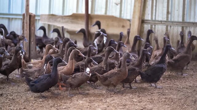 Flock of Ducks in a Barn: A bustling assembly of ducks huddle together inside a weathered barn. Displaying the charm of rural life and animal husbandry.