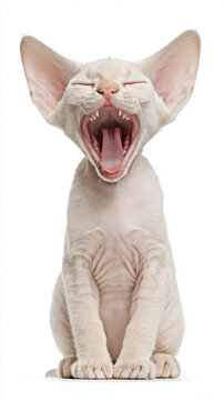 Happy Sphynx Kitten Yawning With Wrinkled Skin on Clean White Background Studio Portrait