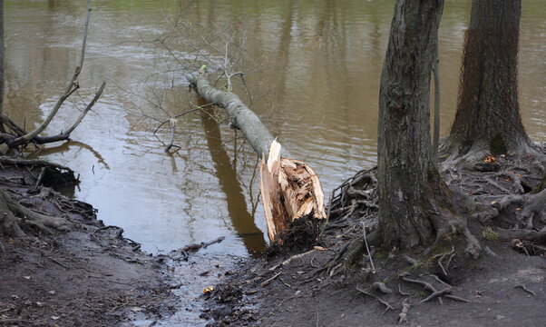 A broken, dry tree that fell into the river