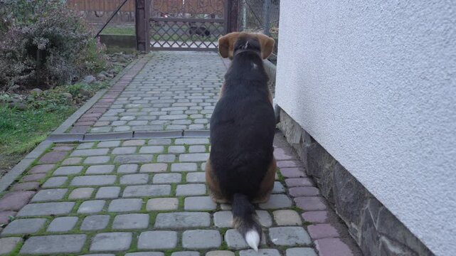 Dog sitting on pavement and waiting at the gate, Rear view of dog patiently sitting on stone path in yard and looking at closed gate. Waiting for owner, loyalty and territory protection.
