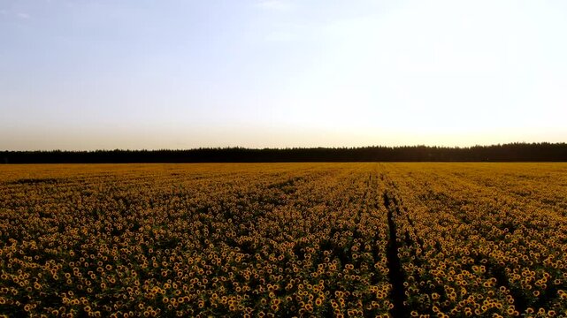 Aerial perspective of a dense sunflower field forming a textured yellow pattern across the land.