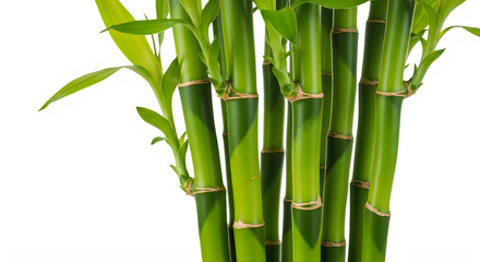 Naklejka premium Bamboo stalks isolated on transparent background