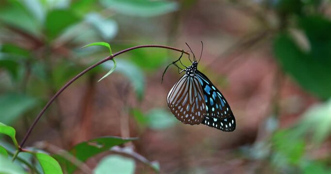 Ceylon blue glassy tiger butterfly hangs from a thin green plant stem in a tropical forest. Macro shot of Ideopsis similis wings against blurred natural background. Slow motion.