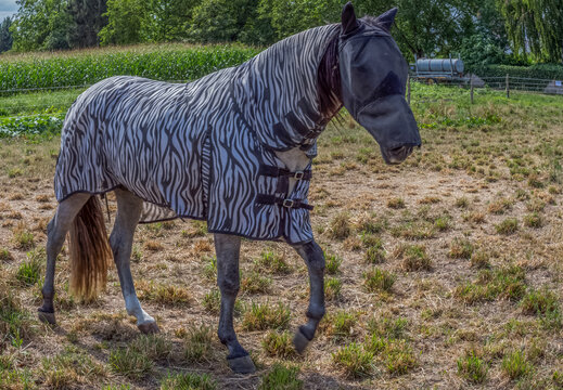 Cheval avec capara&ccedil;on de protection contre ke soleil et les insectes
