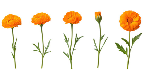 Obraz premium Five orange ranunculus flowers and one bud on black background bloom blossom