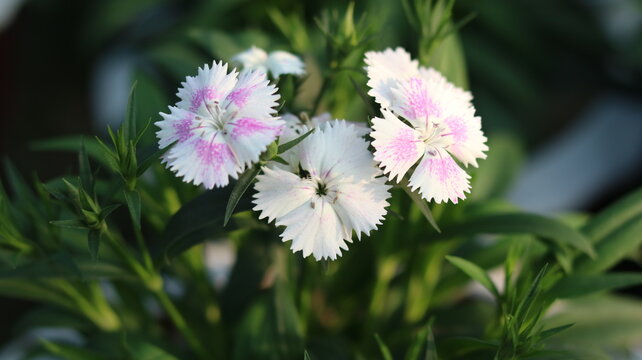 Dianthus Flower Close Up in 4K | Vibrant Red Garden Bloom