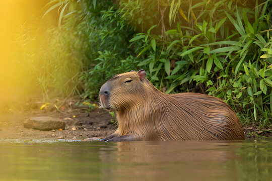 The capybara, Hydrochoerus hydrochaeris is the largest extant rodent in the world. Its closest relatives are agouti, chinchillas, coyphillas, and guinea pigs. Native to South America.