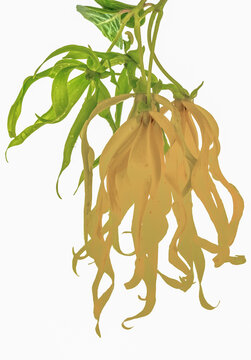 Ylang-ylang, fleur, 