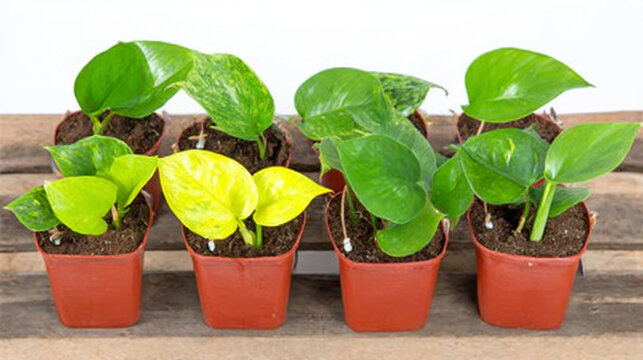 A row of small green and variegated pothos plants in terracotta pots.