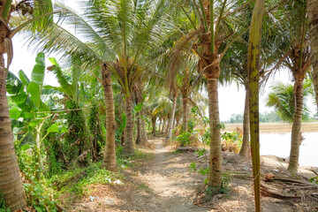 Fototapeta premium Rural Path Through Palm Grove - Scenic Countryside Scene with Tall Palm Trees Along a Dusty Trail Leading to Fields and a Distant Horizon