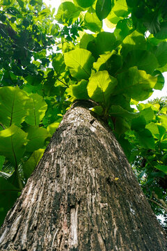Closeup image of teak tree