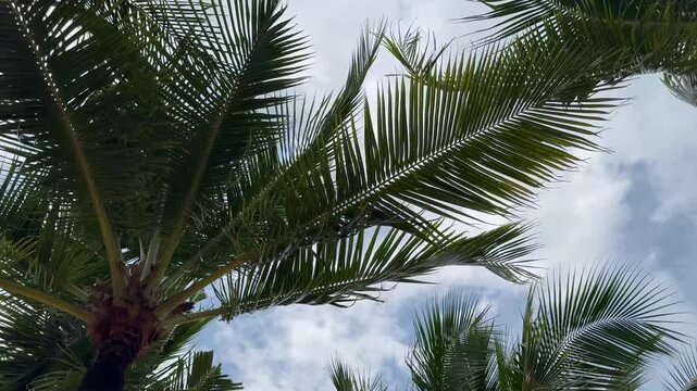 Tropical coconut palm trees stretching toward a clear blue sky on Ong Lang Beach, Phu Quoc Island, Vietnam. 