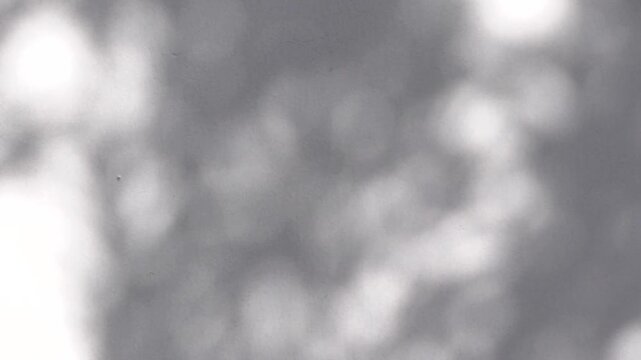 Abstract natural tree branch leaves shadow on white wall background