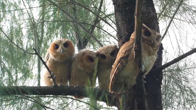 Four Collared Scops-Owls (Otus lettia) perched together on a pine tree branch in a forest during daytime. Group of owls looking at camera in natural habitat. Slow motion.
