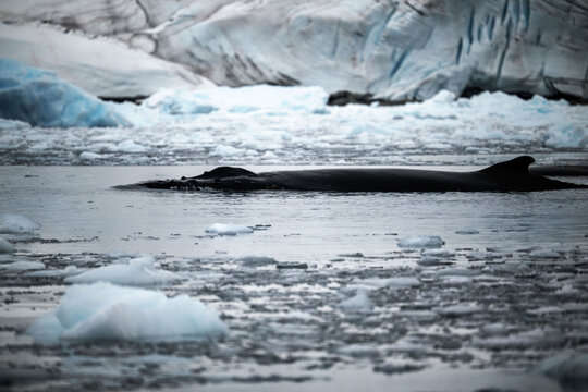 A humpback whale moves gracefully through the icy Antarctic ocean.