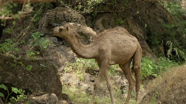 Slow Motion Camels Grazing near Ayn Athum Waterfalls, Cinematic Wildlife in Lush Dhofar Region Salalah Oman