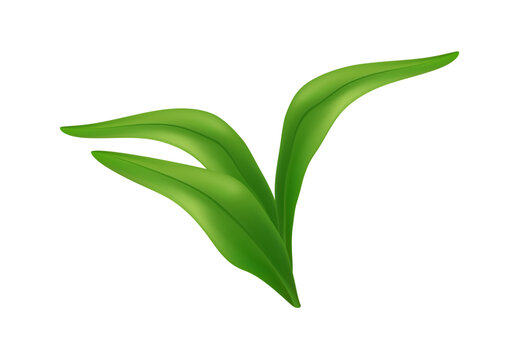 Minimalist green leaf vector with smooth gradient and soft curves. Fresh natural element isolated on light background, perfect for eco design, branding, spring themes, and botanical concepts