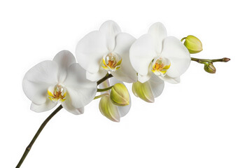 Obraz premium Elegant white orchid bloom with delicate yellow accents isolated on transparent background